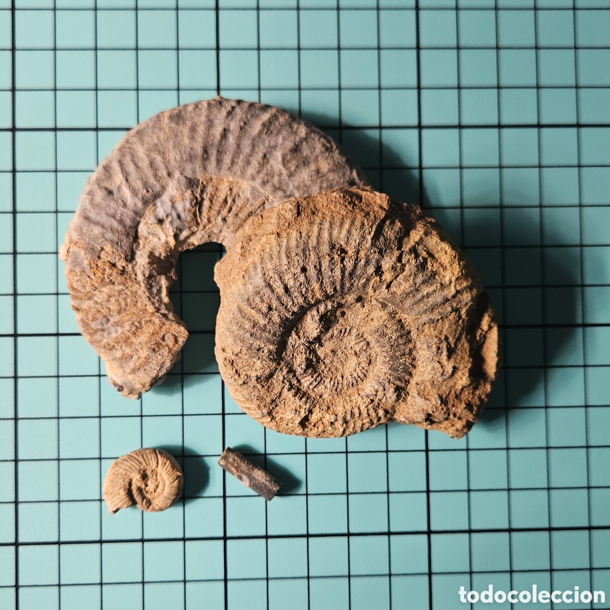Sammlung von Fossilien: Lote (3) Ammonite + (1) Belemnite