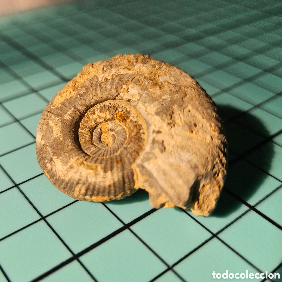 Sammlung von Fossilien: Ammonite excelente 4 cm