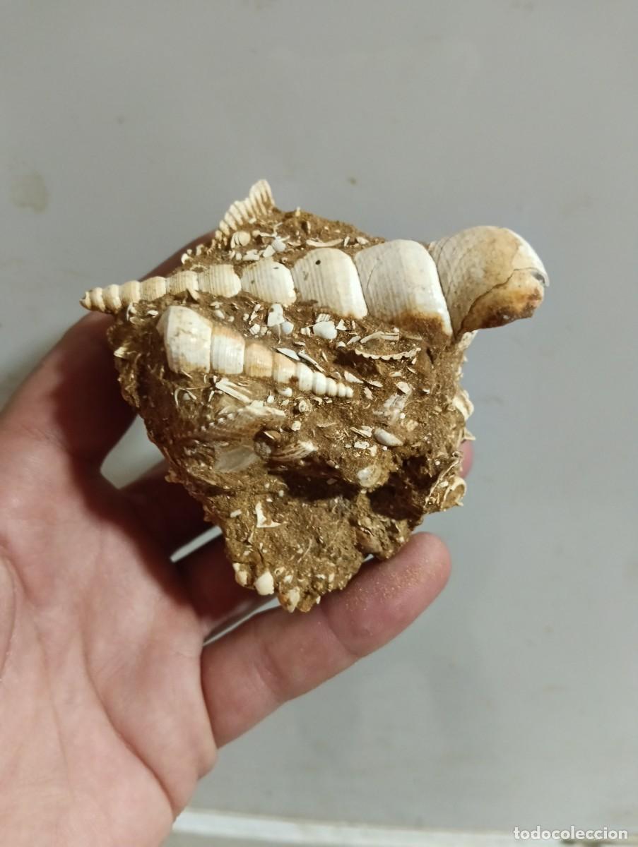 Fossil Collection: Turritella terebralis f&oacute;siles