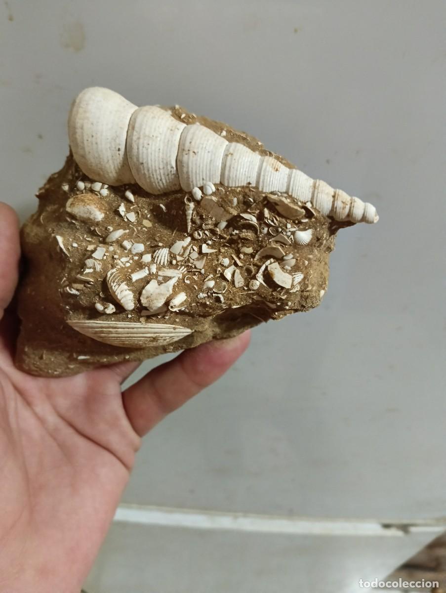 Sammlung von Fossilien: Turritella terebralis f&oacute;siles