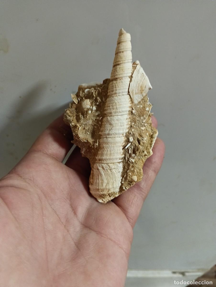 Sammlung von Fossilien: Turritella terebralis,calyptraea f&oacute;siles