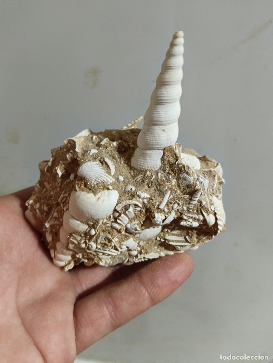 Sammlung von Fossilien: Turritella terebralis f&oacute;siles