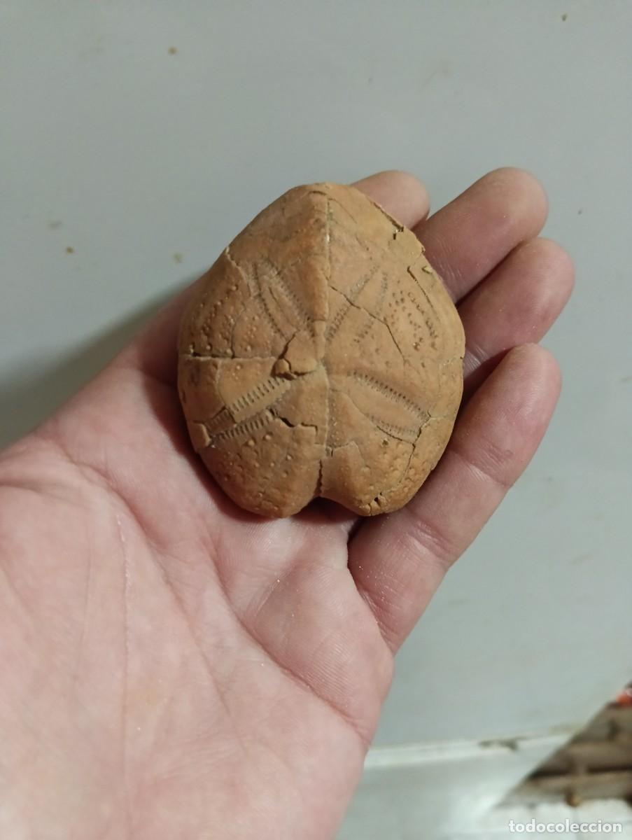Sammlung von Fossilien: F&oacute;siles erizo spatangus purpureus
