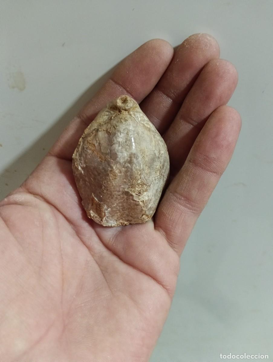 Sammlung von Fossilien: F&oacute;siles terebratula terebratulae
