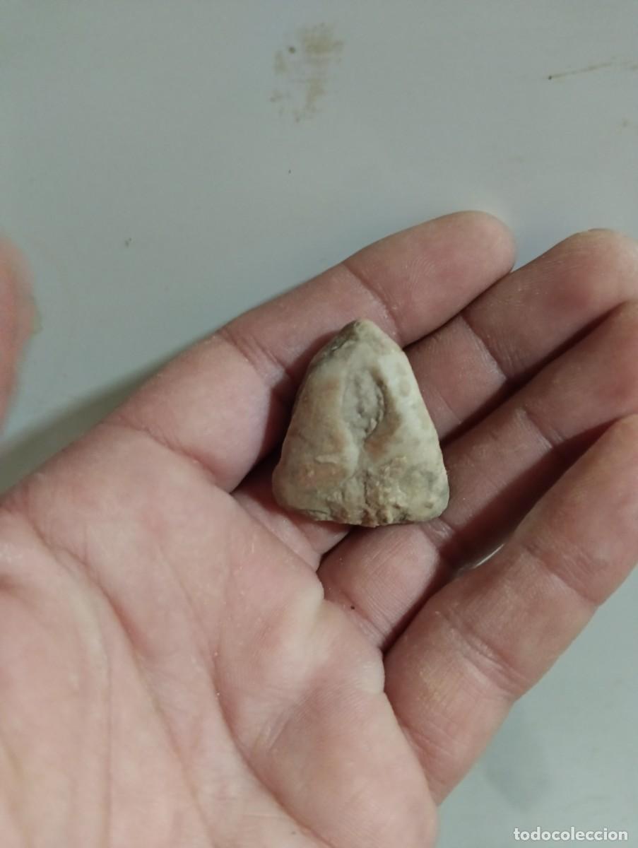 Sammlung von Fossilien: F&oacute;siles pygope catulloi