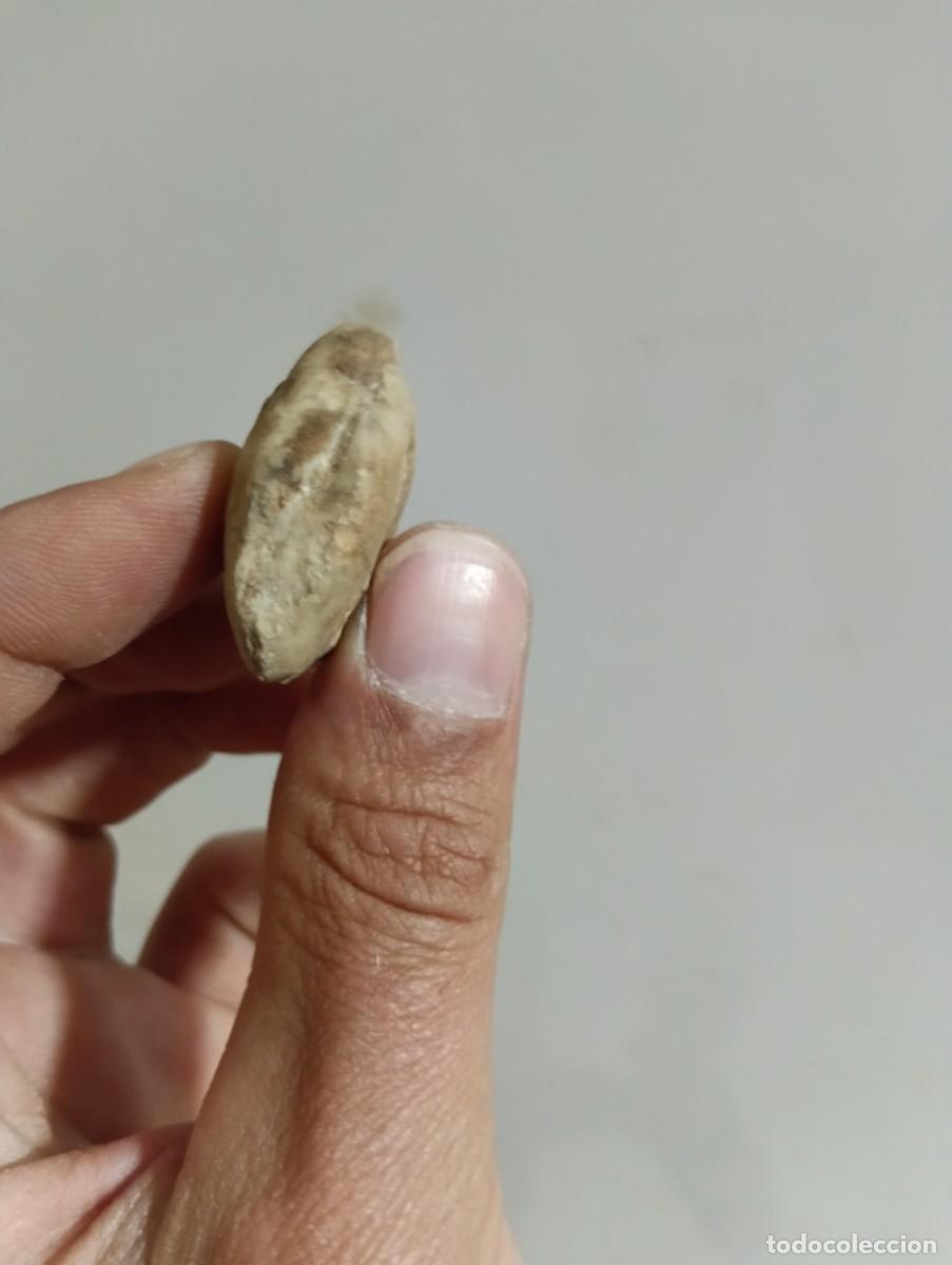Coleccionismo de f&oacute;siles: F&oacute;siles pygope catulloi - Foto 2