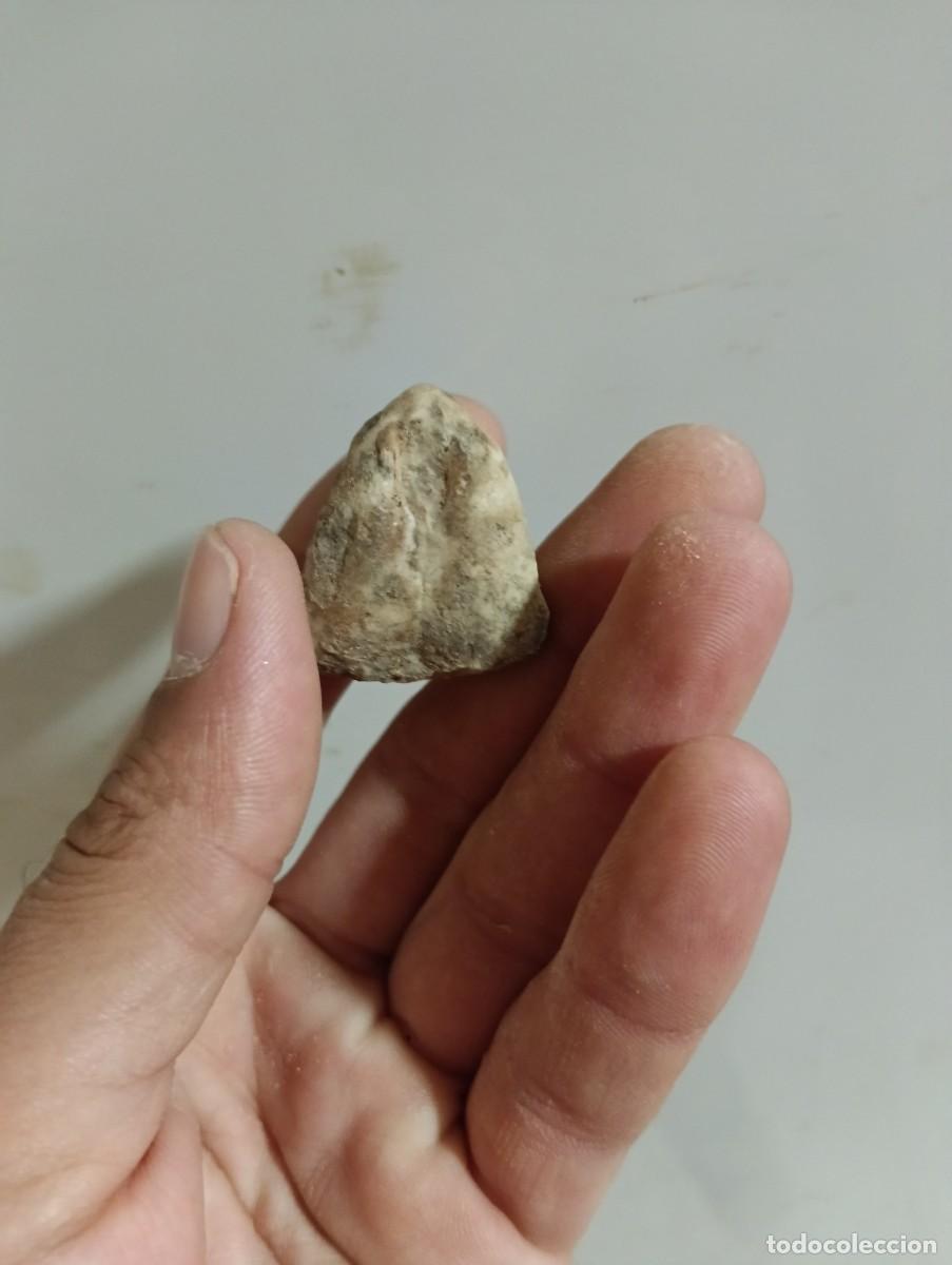 Coleccionismo de f&oacute;siles: F&oacute;siles pygope catulloi - Foto 3
