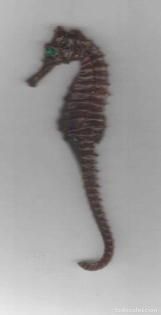 Sammlung von Fossilien: Caballito de mar disecado Antiguedad m&aacute;s de 50 a&ntilde;os