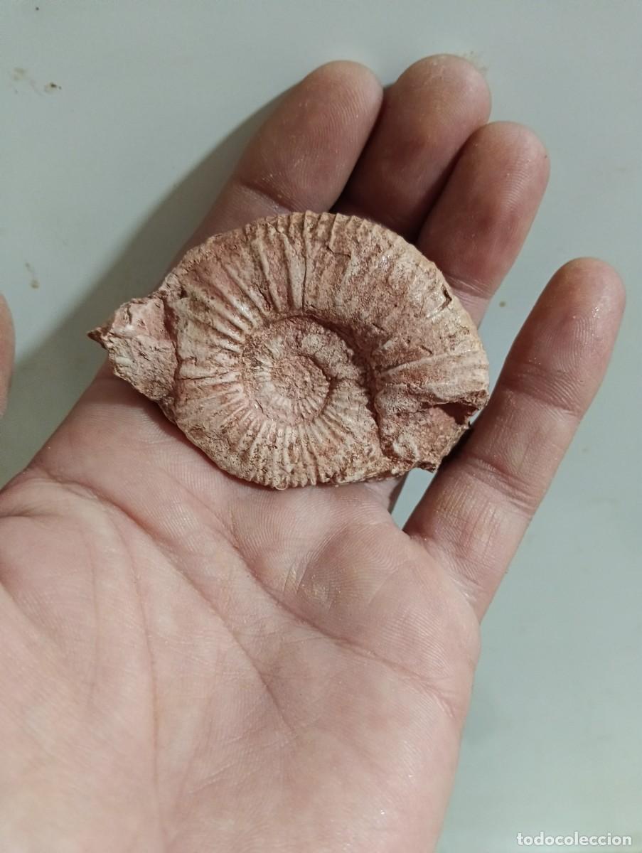 Sammlung von Fossilien: F&oacute;siles Andalusphinctes fontannesi