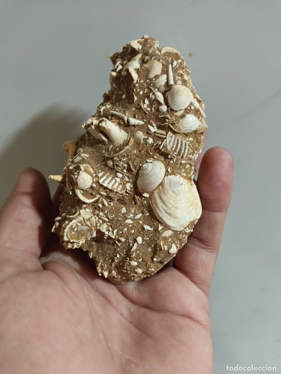 Sammlung von Fossilien: F&oacute;siles calyptraea chinensis