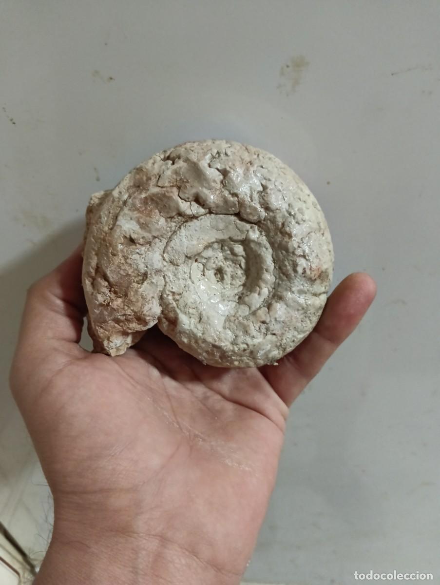 Coleccionismo de f&oacute;siles: F&oacute;siles Spiticeras multiforme - Foto 1