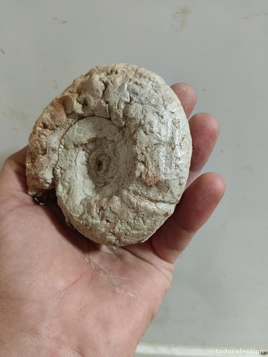 Coleccionismo de f&oacute;siles: F&oacute;siles Spiticeras multiforme - Foto 2