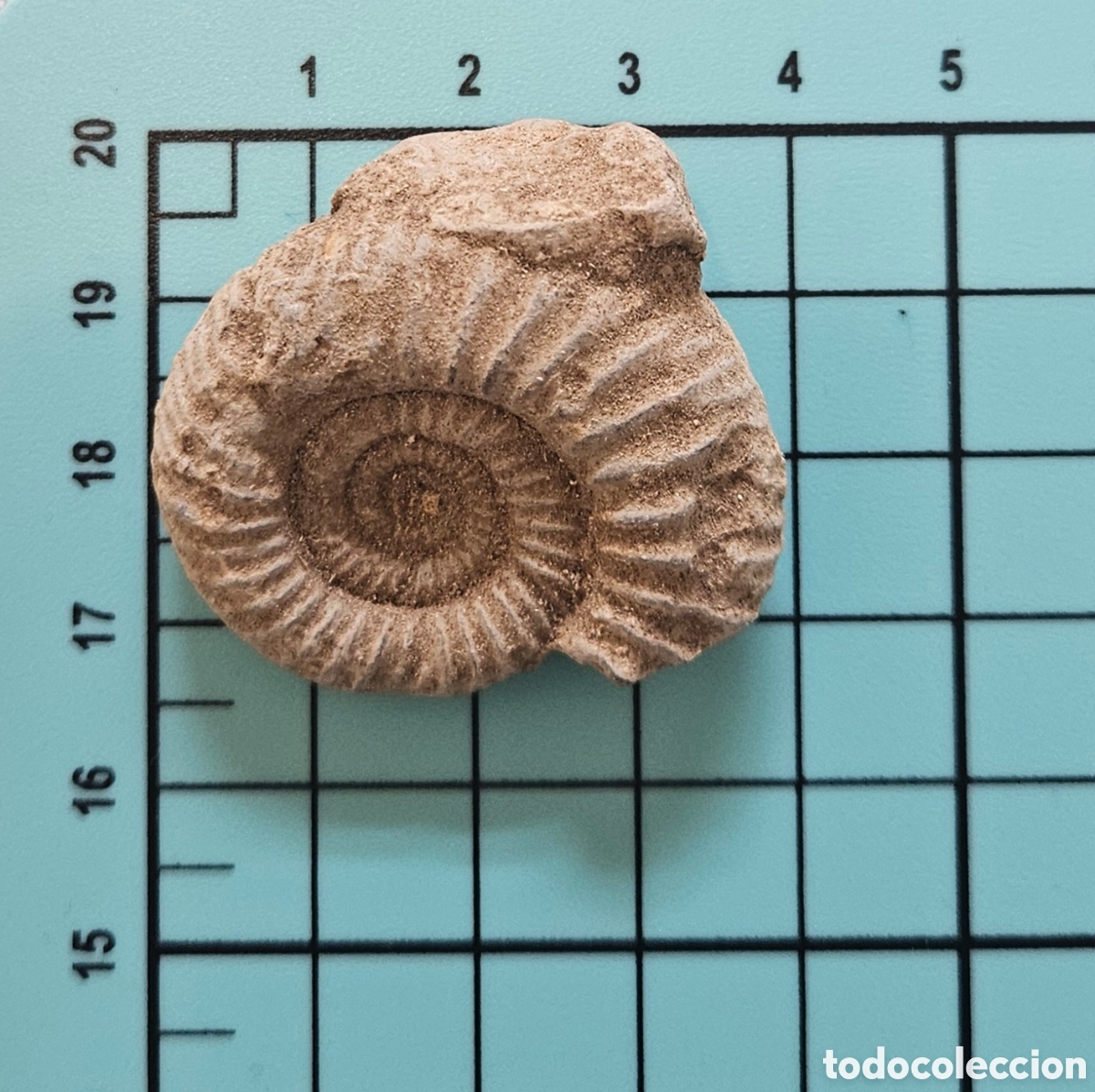 Coleccionismo de f&oacute;siles: Ammonite perfecto 4 cm - Foto 2