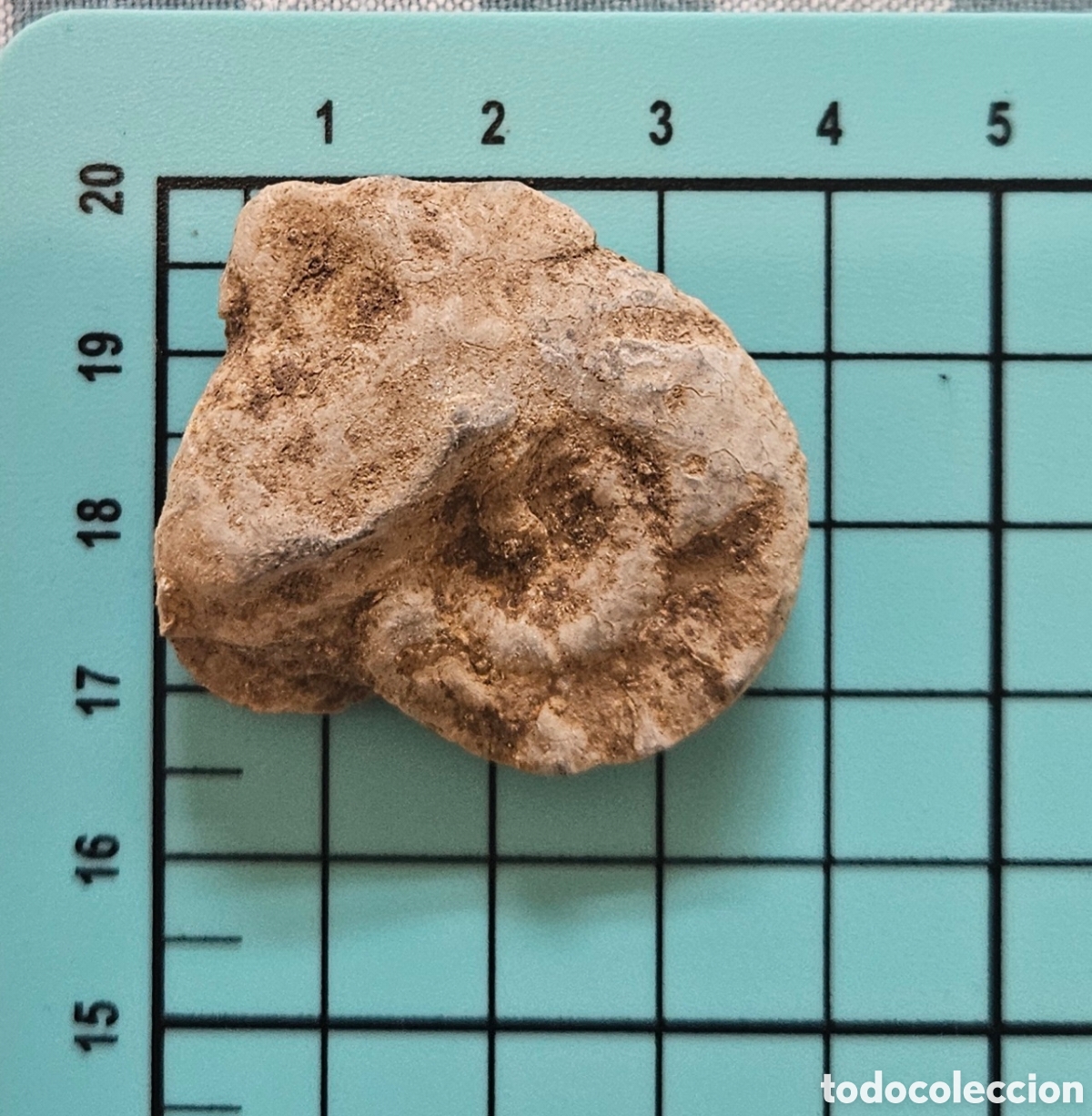 Coleccionismo de f&oacute;siles: Ammonite perfecto 4 cm - Foto 3