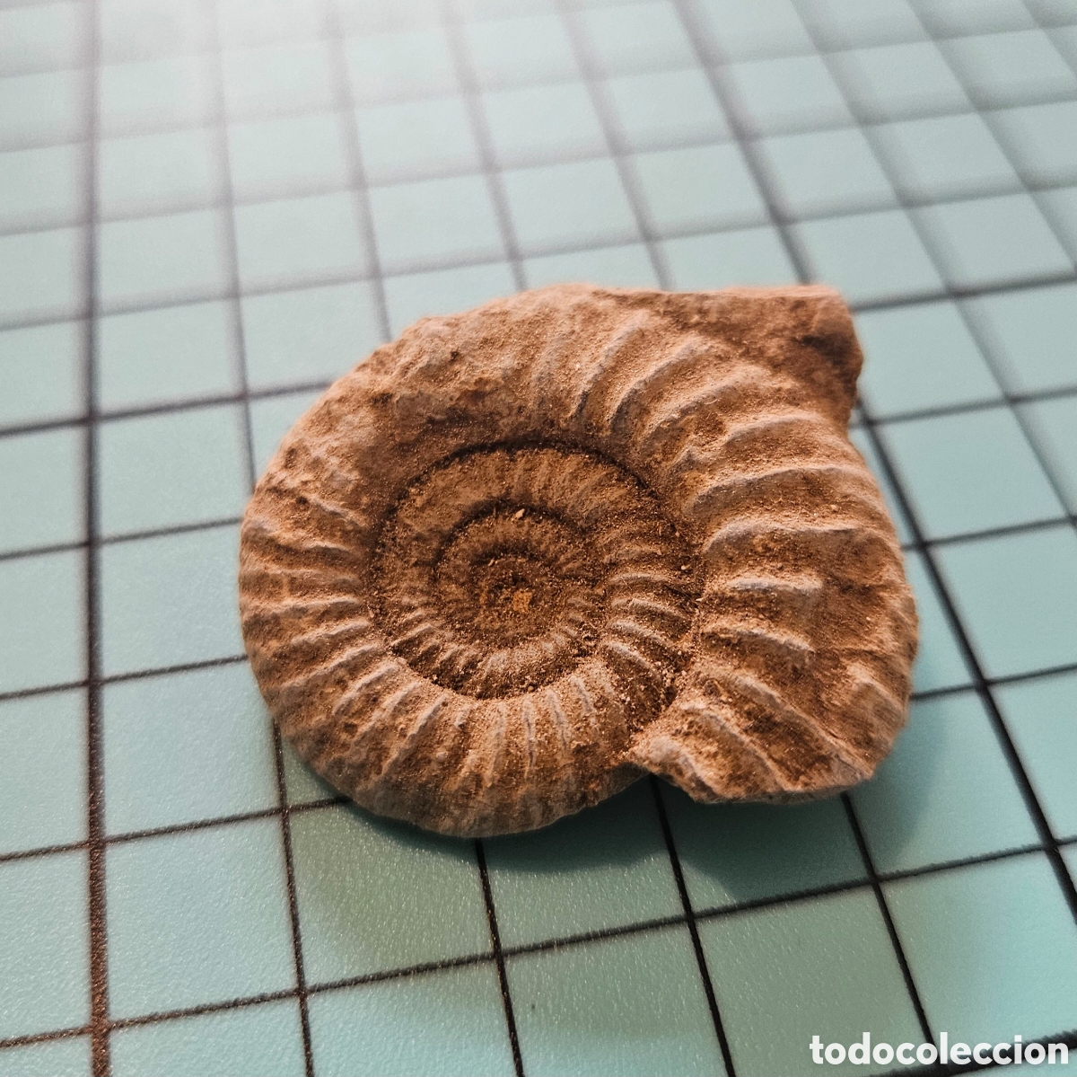 Coleccionismo de f&oacute;siles: Ammonite perfecto 4 cm - Foto 1