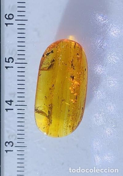 Coleccionismo de f&oacute;siles: &Aacute;MBAR NATURAL CON INSECTOS. PER&Iacute;ODO CRET&Aacute;CICO. MINERALES. F&Oacute;SIL. GEMAS. JOYER&Iacute;A.