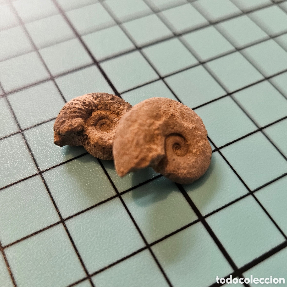 Coleccionismo de f&oacute;siles: Lote de 2 peque&ntilde;os ammonites f&oacute;siles