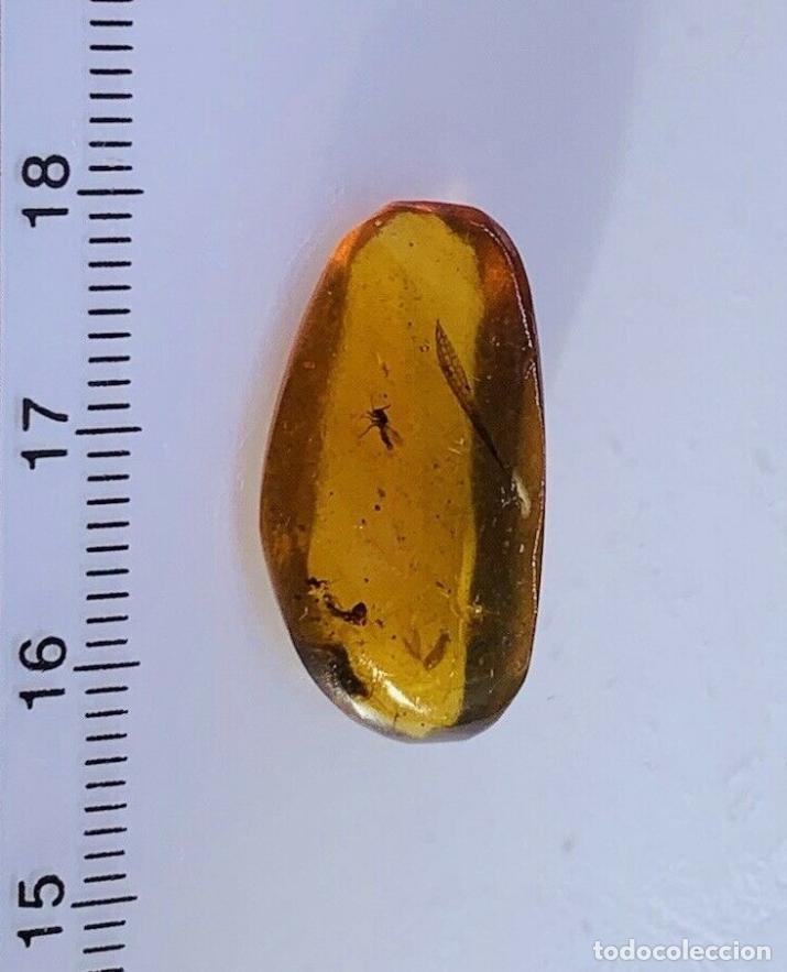Sammlung von Fossilien: &Aacute;MBAR NATURAL CON INSECTOS. PER&Iacute;ODO CRET&Aacute;CICO. MINERALES. F&Oacute;SIL. GEMAS. JOYER&Iacute;A.