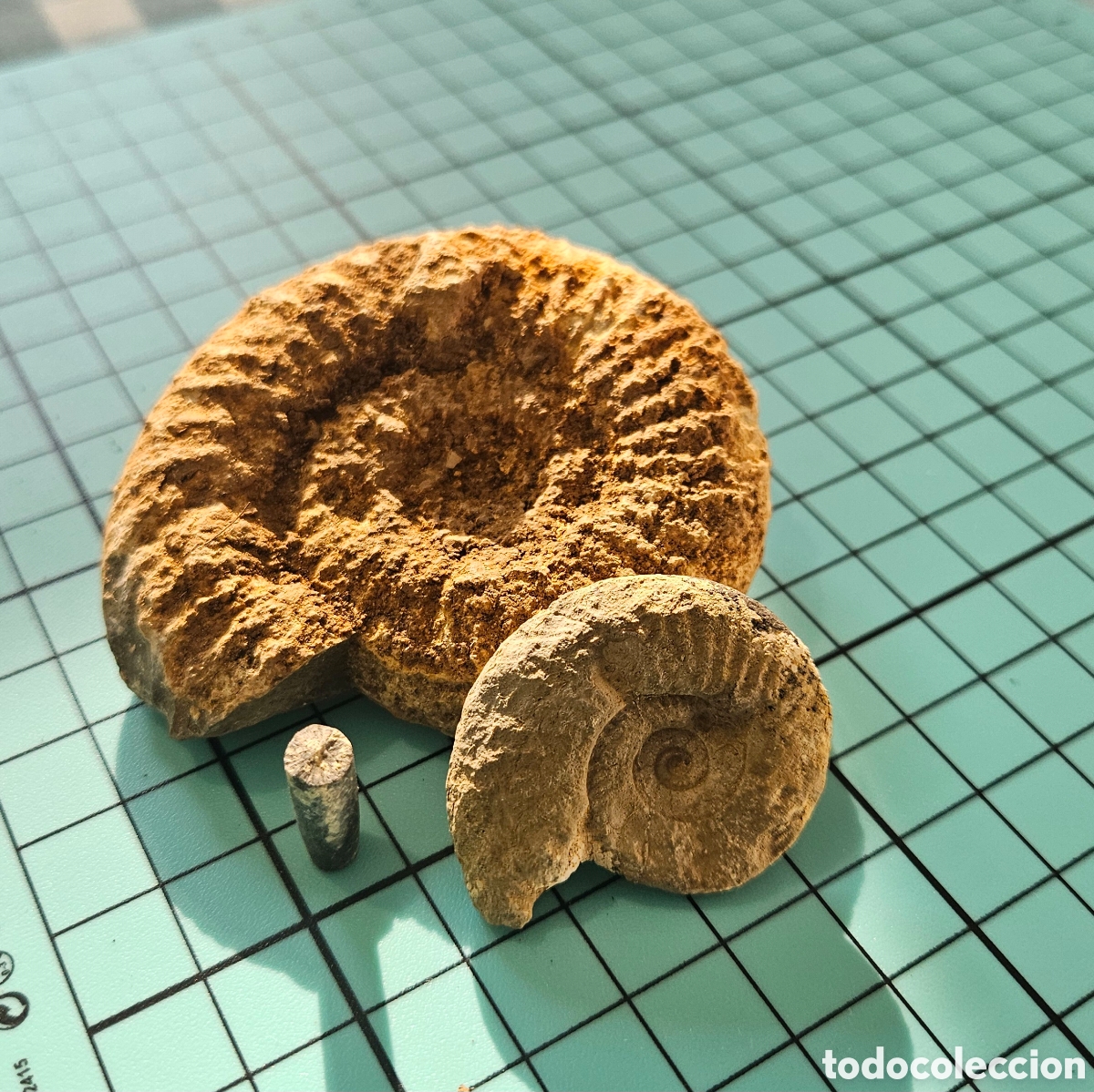 Sammlung von Fossilien: Lote de 3 f&oacute;siles: ammonites y belemnite