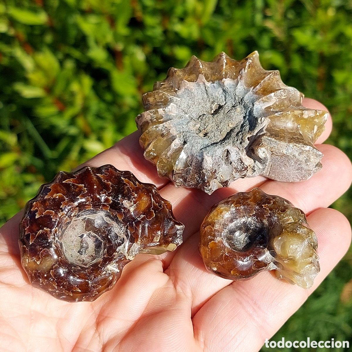 Sammlung von Fossilien: Lote de 3 Ammonites Douvilleiceras de Madagascar