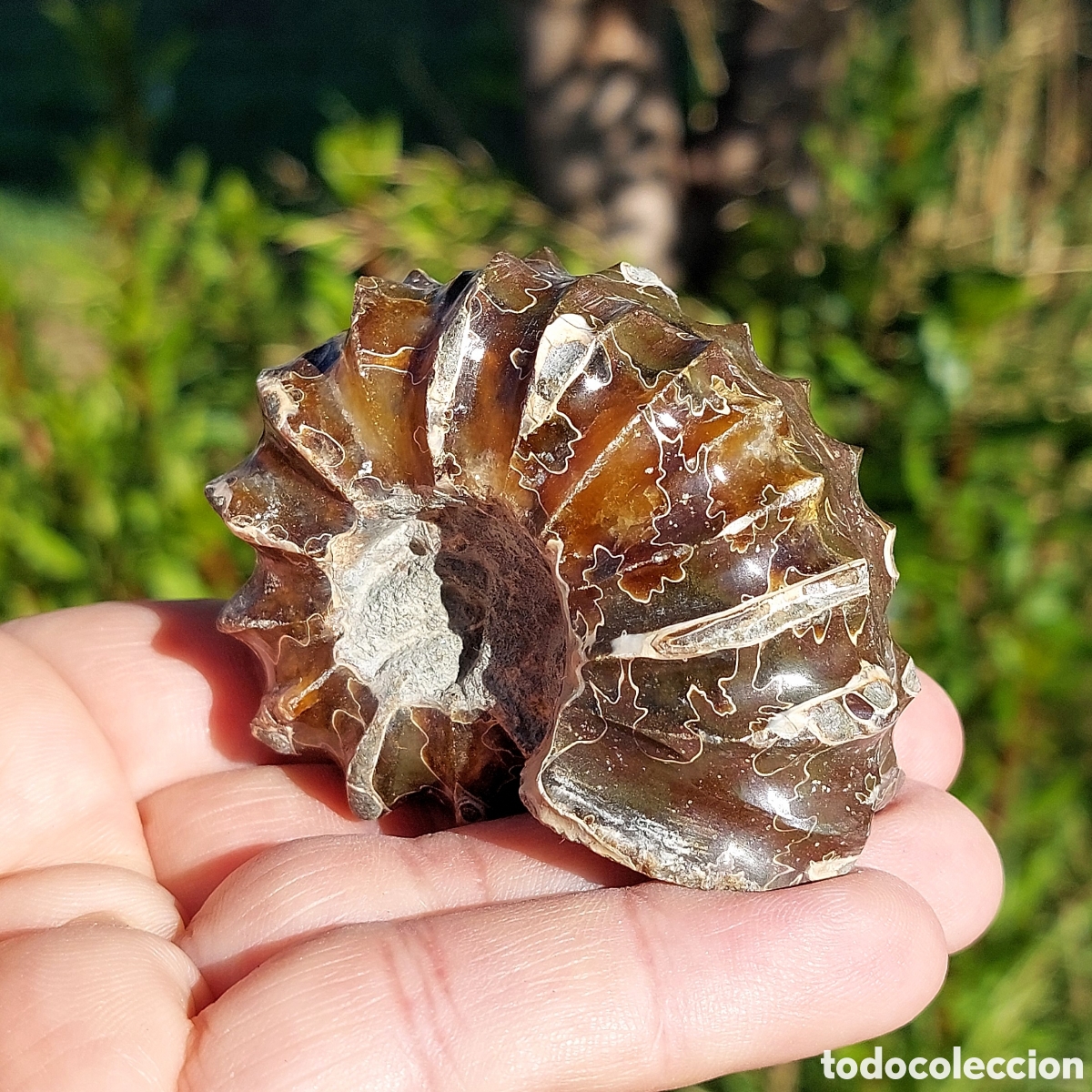 Sammlung von Fossilien: F&oacute;sil de Ammonite Douvilleiceras de Madagascar 6,5 cm