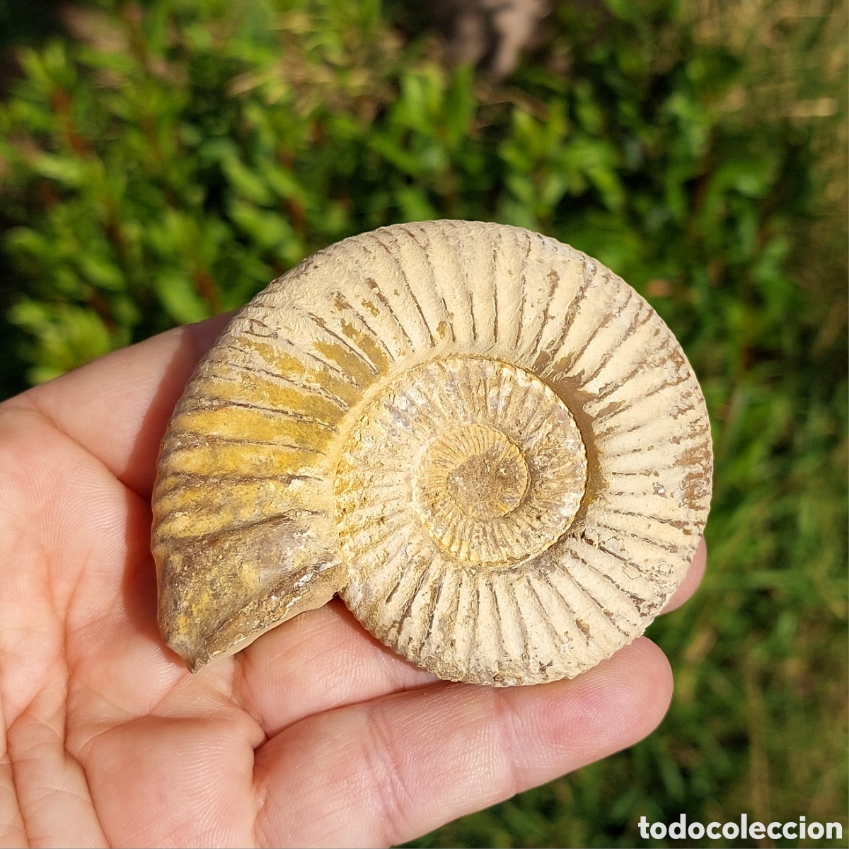 Sammlung von Fossilien: Ammonite Choffatia de Madagascar 8,4 cm