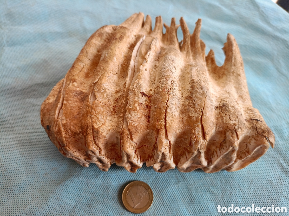 Sammlung von Fossilien: ANTIGUO MOLAR MUELA 16 CM
