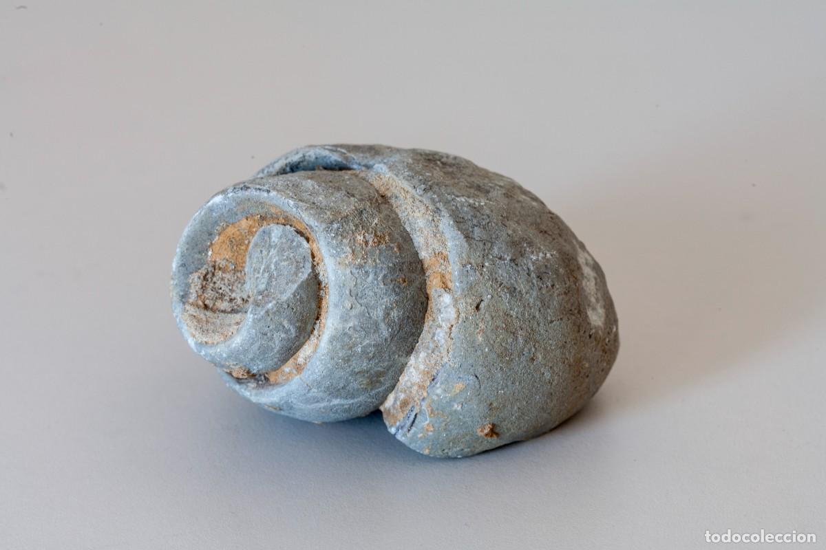 Coleccionismo de f&oacute;siles: F&oacute;sil de gaster&oacute;podo (1) (caracol prehist&oacute;rico), concretamente un molde interno o steinkern. Dimensi