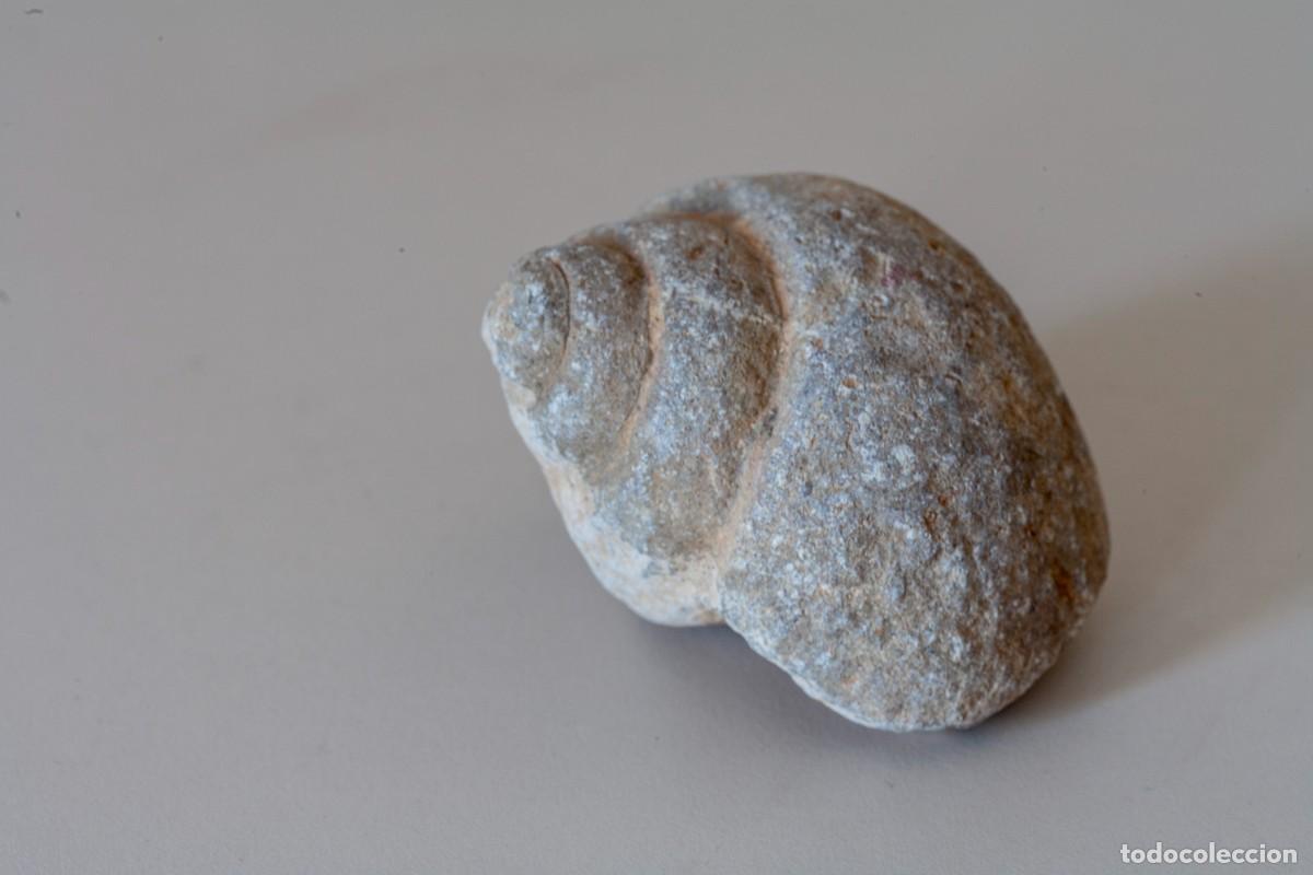 Coleccionismo de f&oacute;siles: F&oacute;sil de gaster&oacute;podo (2) (caracol prehist&oacute;rico), concretamente un molde interno o steinkern. Dimensi
