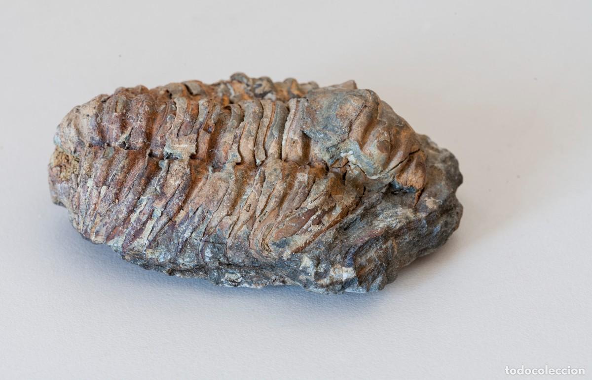 Coleccionismo de f&oacute;siles: F&oacute;sil de un trilobites (1), concretamente uno que se asemeja al g&eacute;nero Calymene o Flexicalymene, car