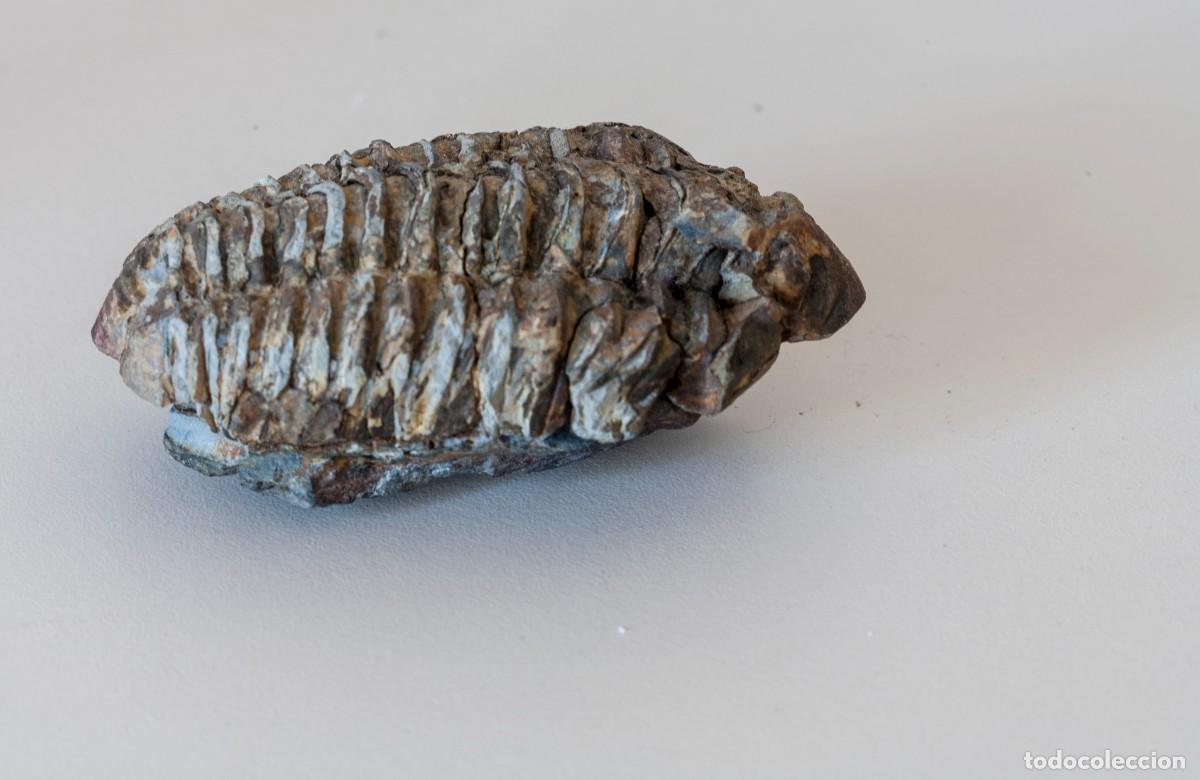 Coleccionismo de f&oacute;siles: F&oacute;sil de un trilobites (2), concretamente uno que se asemeja al g&eacute;nero Calymene o Flexicalymene, car