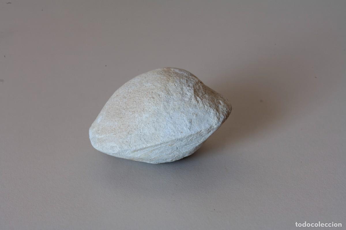 Coleccionismo de f&oacute;siles: Molde interno fosilizado de un molusco bivalvo. Dimensiones: 55x45x35 mm. Peso: 60 gramos Con estas