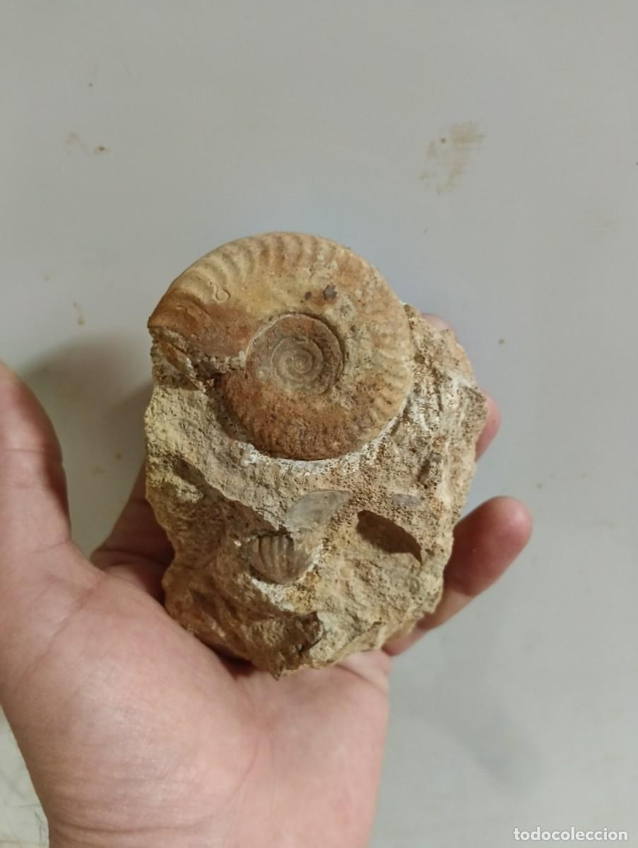 Coleccionismo de f&oacute;siles: F&oacute;siles Hecticoceras (Brightia) difforme