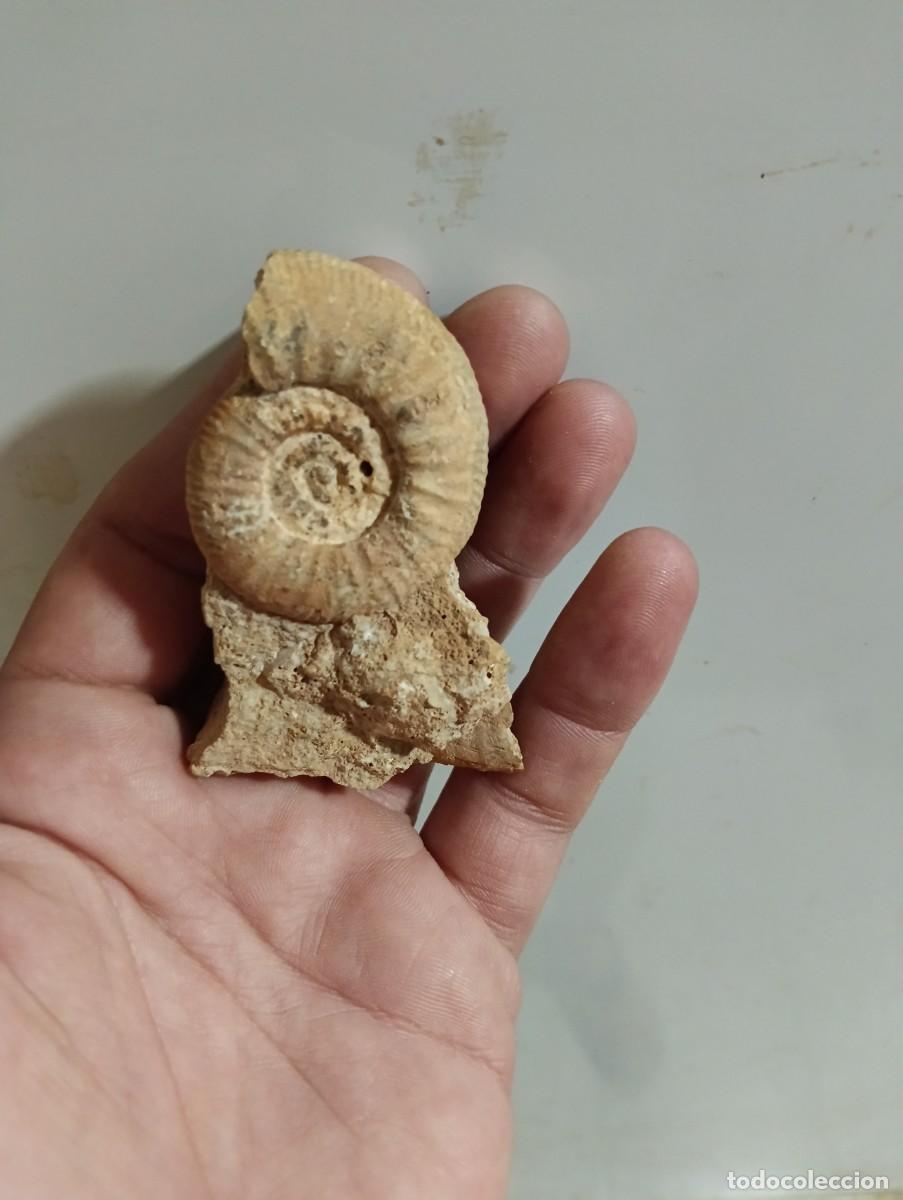 Coleccionismo de f&oacute;siles: F&oacute;siles GRAMOCERAS STRIATULUM