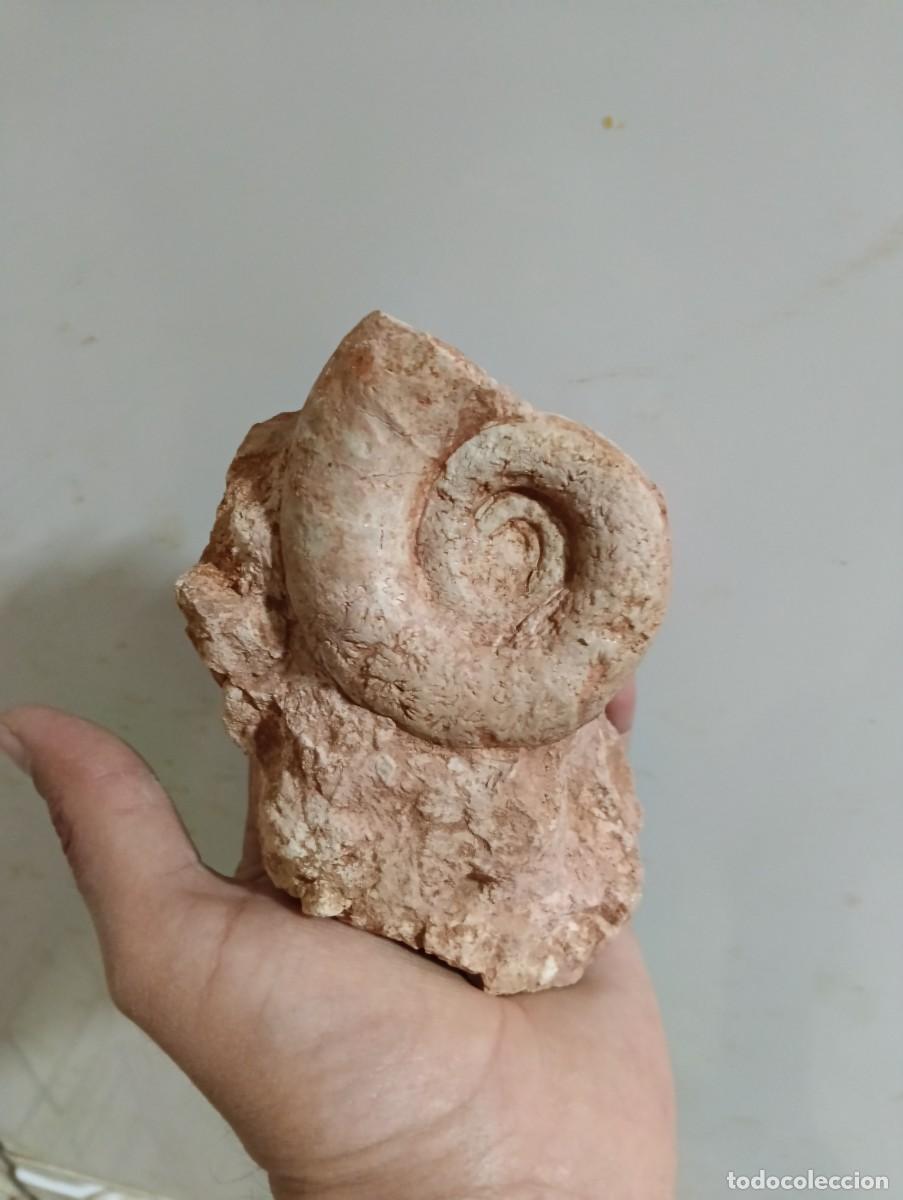Coleccionismo de f&oacute;siles: F&oacute;siles Lytoceras polyanchomenum - Foto 1