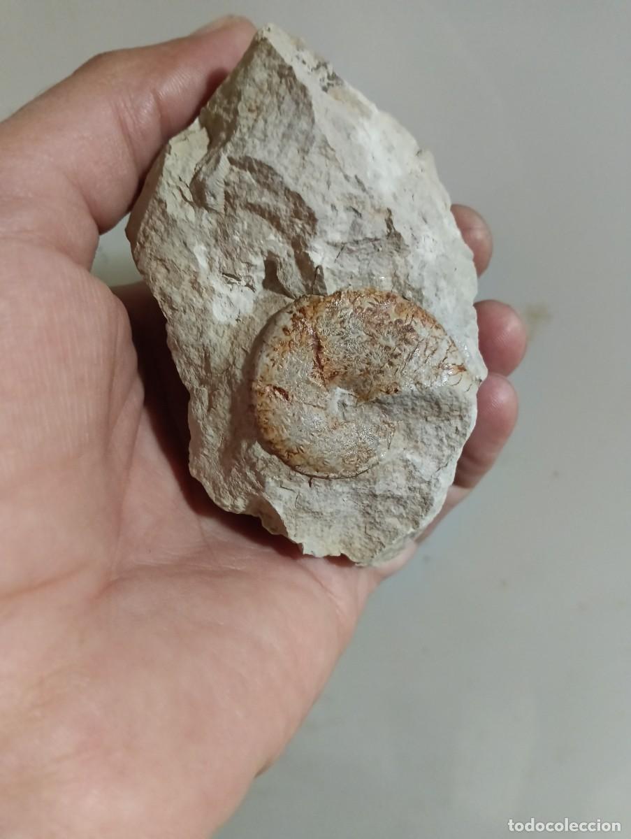 Coleccionismo de f&oacute;siles: F&oacute;siles Calliphylloceras supraliasicum