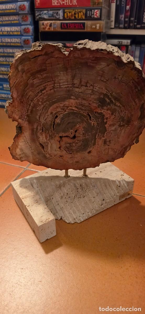 Coleccionismo de f&oacute;siles: Espectacular madera fosil y expositor marmol gran tama&ntilde;o