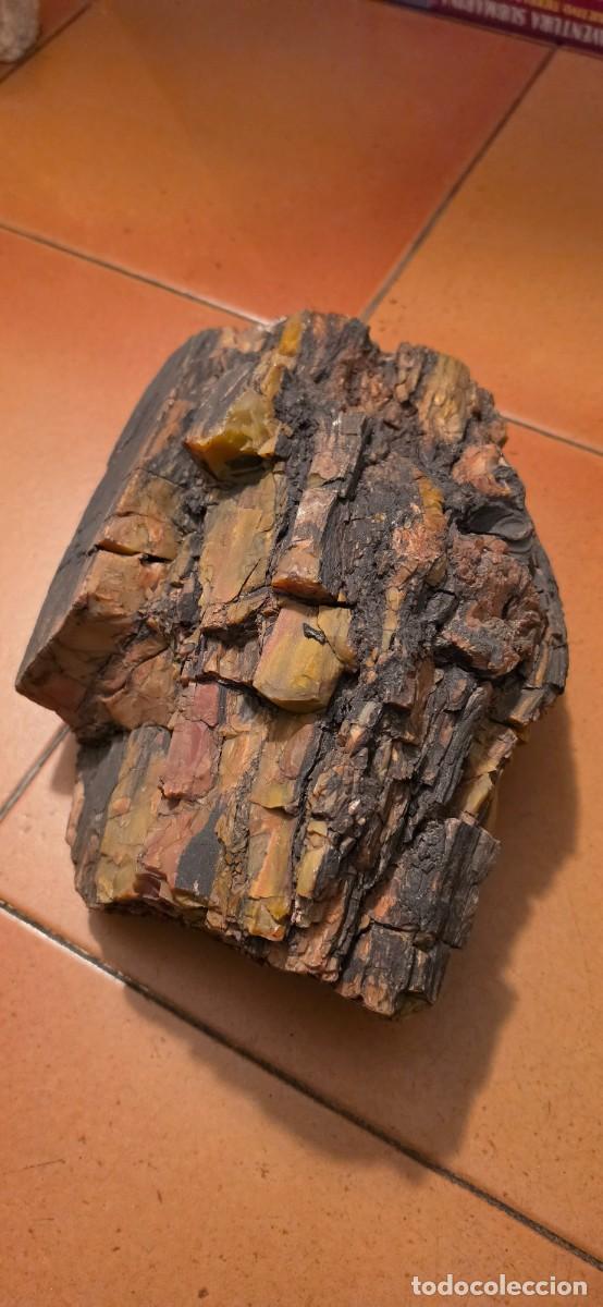 Coleccionismo de f&oacute;siles: Importante trozo tronco maderal fosil USA con muchos colores