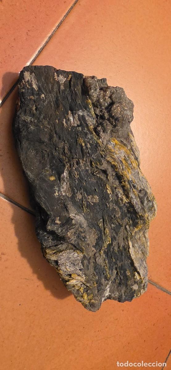 Coleccionismo de f&oacute;siles: Precioso e impresionante xilopalo madera fosil.carboniza y con pirita