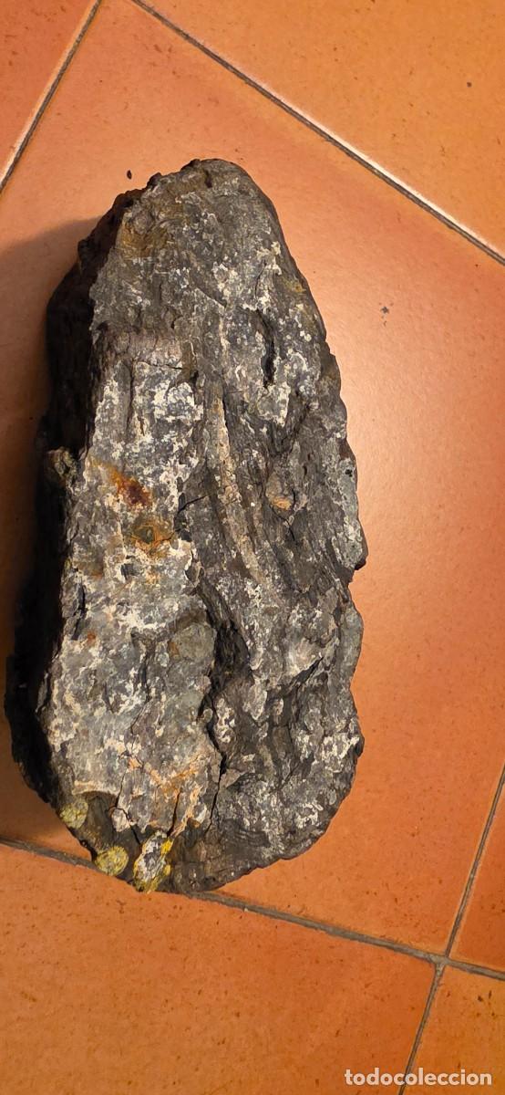 Coleccionismo de f&oacute;siles: Precioso trozo de madera petrificada fosil gran tama&ntilde;o