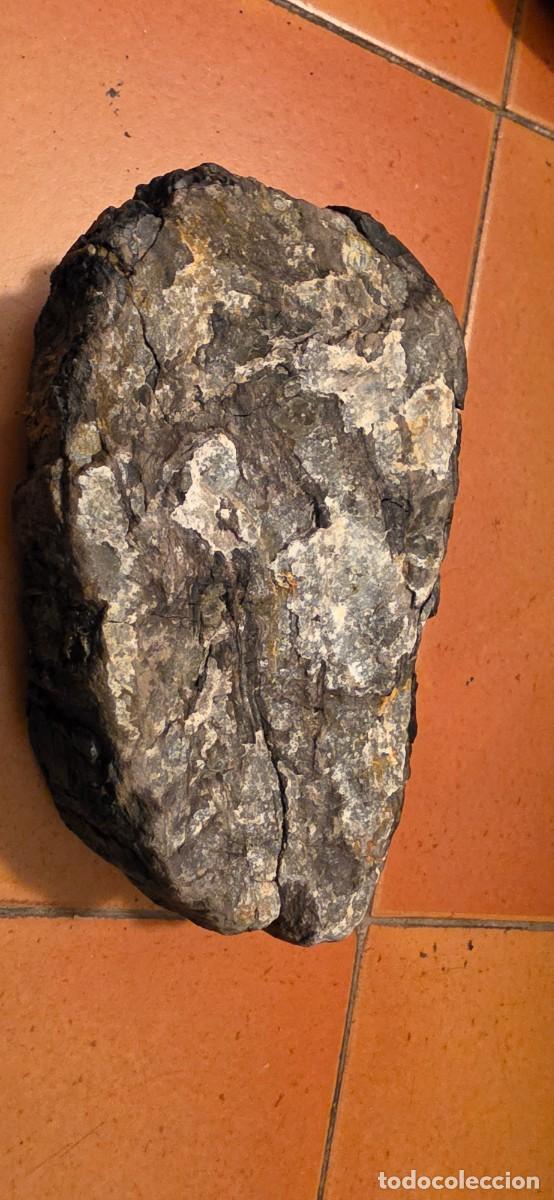 Coleccionismo de f&oacute;siles: Precioso trozo de madera petrificada fosil gran tama&ntilde;o