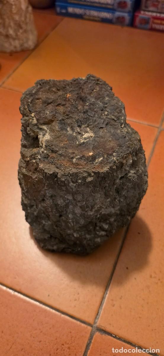 Coleccionismo de f&oacute;siles: Precioso trozo de madera petrificada fosil gran tama&ntilde;o