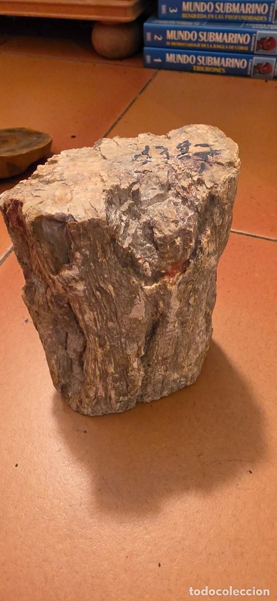 Coleccionismo de f&oacute;siles: Precioso trozo de madera petrificada fosil gran tama&ntilde;o