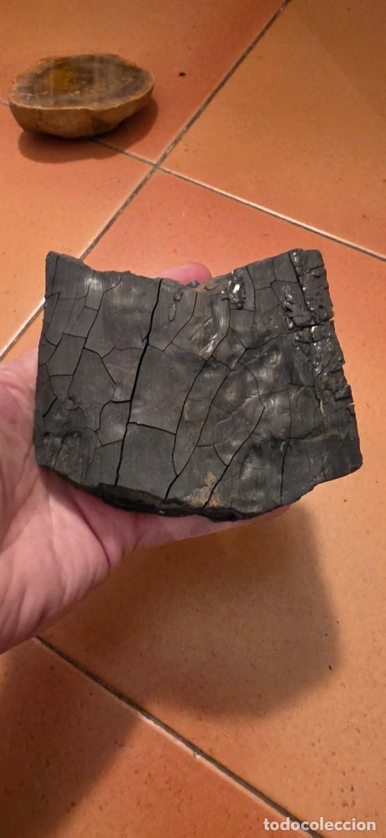 Coleccionismo de f&oacute;siles: Espectacular tronco fosil lignito pero conservado