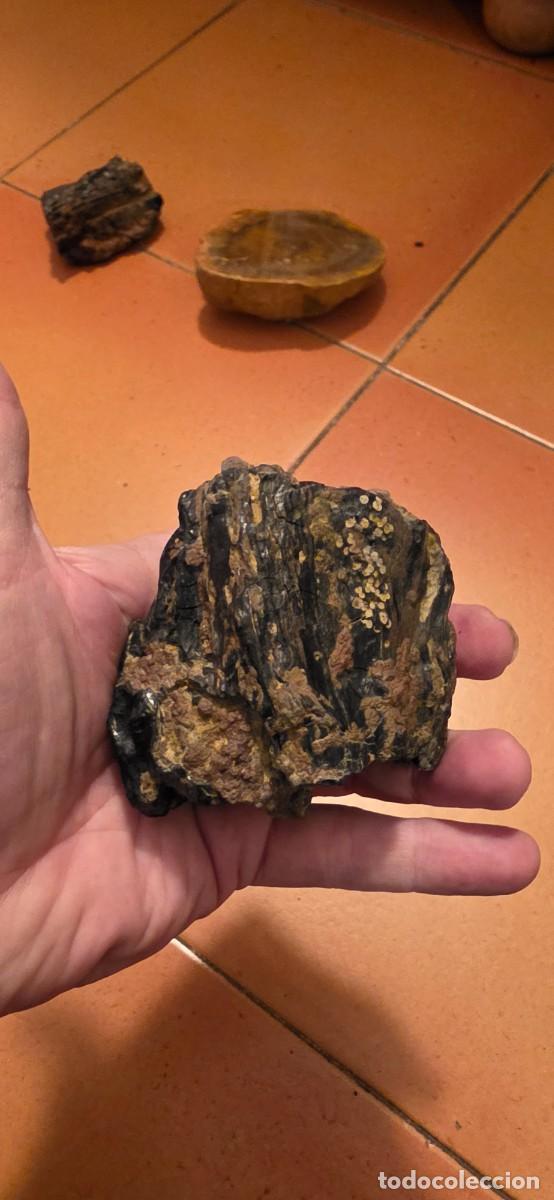 Coleccionismo de f&oacute;siles: Espectacular tronco fosil lignito pero conservado