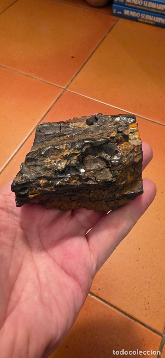 Coleccionismo de f&oacute;siles: Espectacular tronco fosil lignito pero conservado
