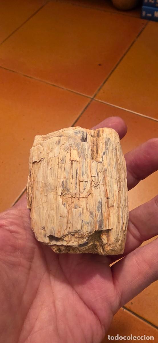 Coleccionismo de f&oacute;siles: Precioso tronco madera fosil bien conservado