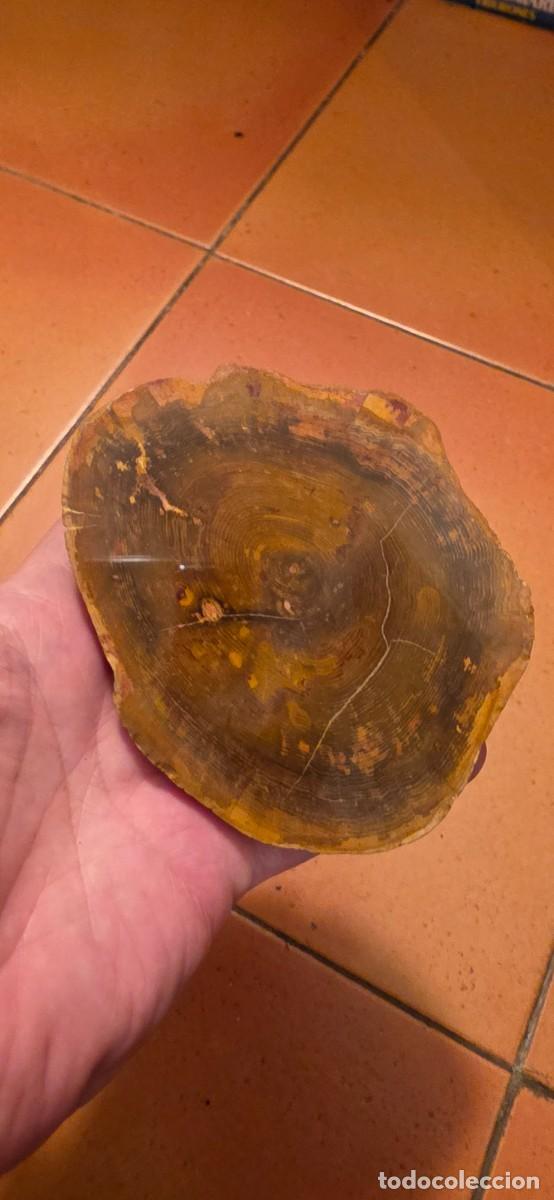 Coleccionismo de f&oacute;siles: Espectacular n&oacute;dulo pulido madera fosil conservado