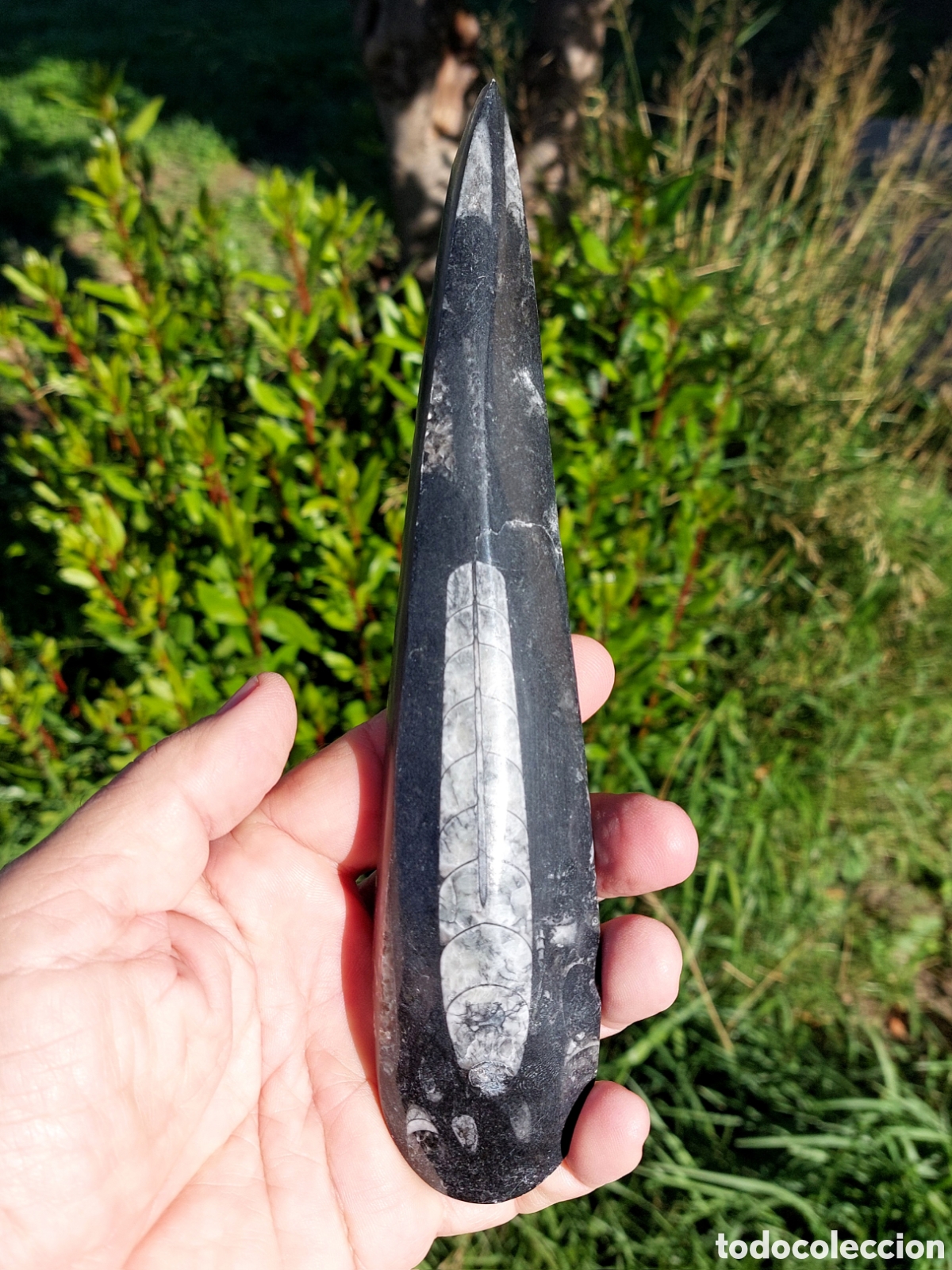 Coleccionismo de f&oacute;siles: F&oacute;sil de Orthoceras Pulidos de Gran Tama&ntilde;o 23 cm
