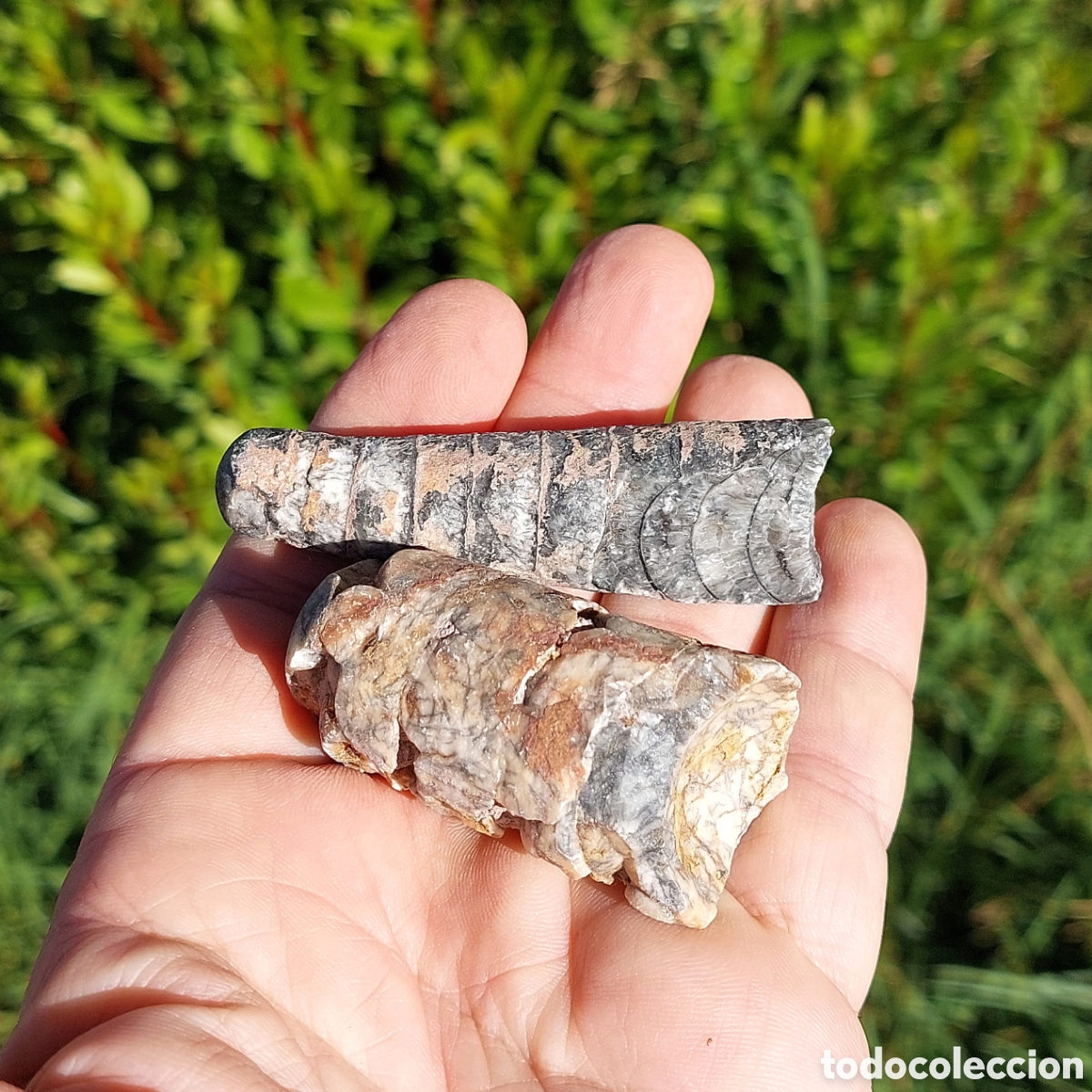 Coleccionismo de f&oacute;siles: F&oacute;siles de Molusco Cefal&oacute;podo Orthoceras